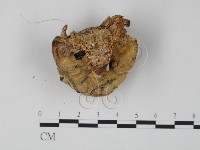 登錄號:F0019977藏品圖，第3張