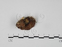 登錄號:F0019978藏品圖，第3張