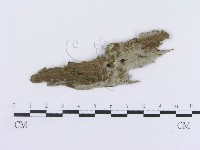 登錄號:F0019981藏品圖，第1張