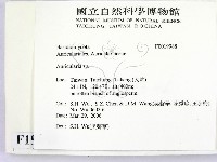 木耳屬藏品圖，第2張