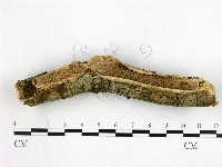 顯絲菌屬藏品圖，第1張