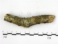 顯絲菌屬藏品圖，第3張