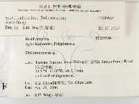 薄孔菌屬藏品圖，第2張