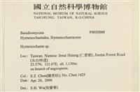 刺革菌屬藏品圖，第2張
