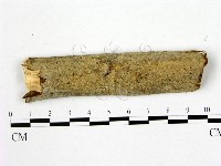 刺皮菌屬藏品圖，第1張