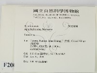 韌革菌屬藏品圖，第2張