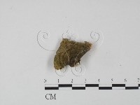 登錄號:F0020009藏品圖，第1張