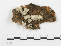 裂褶菌藏品圖，第1張