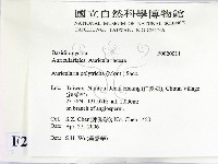 毛木耳藏品圖，第2張