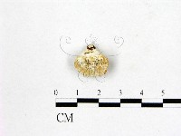 多年臥孔菌屬藏品圖，第1張