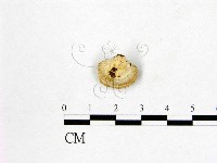 多年臥孔菌屬藏品圖，第3張