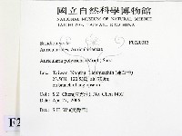 毛木耳藏品圖，第2張