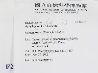 蠔韌革菌藏品圖，第2張