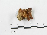 多孔菌屬藏品圖，第1張
