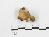 多孔菌屬藏品圖，第3張