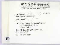 木耳屬藏品圖，第2張