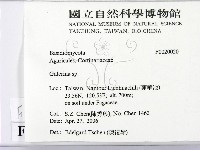 盔孢傘屬藏品圖，第2張
