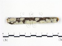 登錄號:F0020029藏品圖，第1張