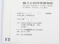 黑蛋巢菌屬藏品圖，第2張