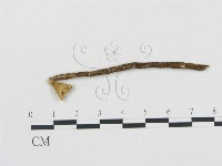 黑蛋巢菌屬藏品圖，第1張