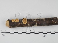 栓菌屬藏品圖，第3張