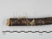 栓菌屬藏品圖，第4張