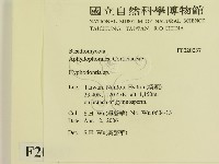 冇骨消絲齒菌藏品圖，第2張