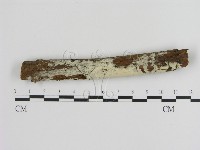 冇骨消絲齒菌藏品圖，第1張