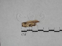 登錄號:F0020039藏品圖，第1張