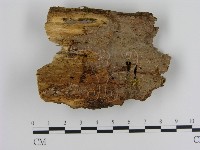 絲皮菌屬藏品圖，第1張