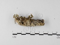 登錄號:F0020044藏品圖，第1張
