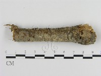 絲皮菌屬藏品圖，第1張