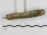 絲皮菌屬藏品圖，第3張