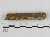 絲皮菌屬藏品圖，第3張