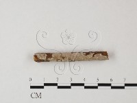 登錄號:F0020052藏品圖，第1張