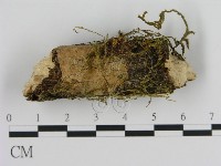絲皮菌屬藏品圖，第1張