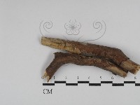 登錄號:F0020068藏品圖，第1張