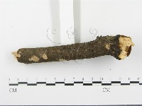登錄號:F0020069藏品圖，第3張