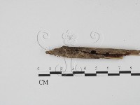 登錄號:F0020076藏品圖，第4張