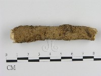 絲皮菌屬藏品圖，第1張