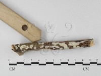 登錄號:F0020081藏品圖，第3張