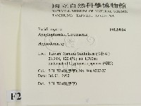 絲皮菌屬藏品圖，第2張