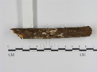 絲皮菌屬藏品圖，第1張
