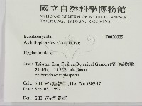 冇骨消絲齒菌藏品圖，第2張