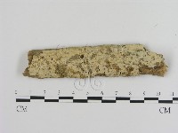 冇骨消絲齒菌藏品圖，第1張