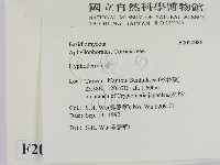 絲皮菌屬藏品圖，第2張