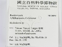 絲皮菌屬藏品圖，第2張