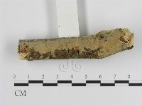 絲皮菌屬藏品圖，第3張
