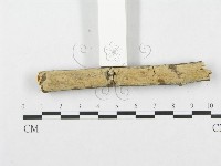 銳岩菌屬藏品圖，第4張