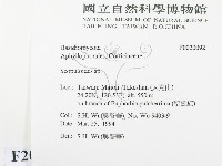 銳岩菌屬藏品圖，第2張